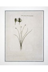 ( Scirpus acicularis ). Flora Danica Tab. CCLXXXVII.