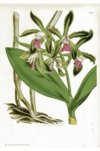 Cattleya leopoldii Verschaff ex Lemaire