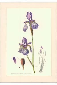 Kunstdruck - Offsetdruck. Claus Caspari: SIBIRISCHE SCHWERTLILIE (Blaue Schwertlilie) - Iris sibirica L.   - Farboffsetdruck. Offset-Lithographie.