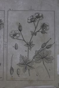 Lithographiestein mit 10 Pflanzenabbildungen