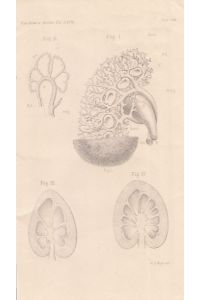 Das Venensystem der Niere. Lithographie von W. A. Meyn, 21, 5 x 12, 5 cm, aus: Virchows Arch. path. Anat. , 1876.
