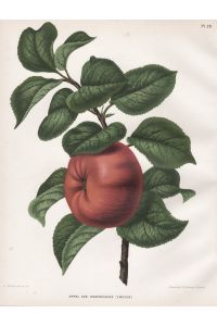 Appel var. Rosenhänger (Zweden) - Apfel apple Apfelbaum Obst fruit Pomologie pomology pomologian botanical Botanik Botany
