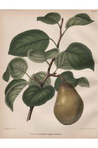 Peer var. Huyshe's Consort - Birne pear Obst fruit Pomologie pomology pomologian botanical Botanik Botany