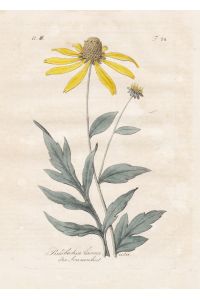 Rudbeckia Laciniata / Der Sonnenhut - cutleaf coneflower Schlitzblättriger Sonnenhut Botanik botany botanical