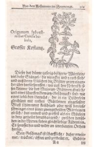 Origanum sylvestre sive Cunila bubula, Grosser Kostantz. Orig. Holzsschnitt mit Text aus einem Kräuterbuch, um 1765.