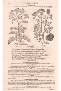 PASATINACA DOMESTICA (Zahme). PASTINACA SYLVESTRIS (Wilde). Holzschnitt mit Text auf Büttenpapier aus Phythologia, einem alten Kräuterbuch, um 1663.