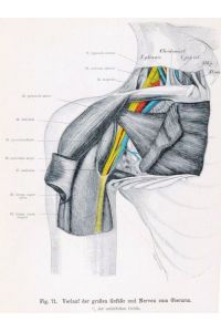 Verlauf der großen Gefäße und Nerven zum Oberarm;unter Klapp-Passepartout montiert