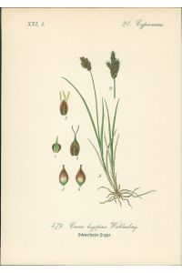 Chromolithographie : Lachenals Segge. Schneehuhn-Segge. Carex lagopina Wahlenberg.   - Cyperaceae. Syn. C. approximata Hoppe. C. leporina Goodenough.