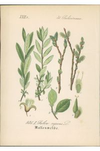 Chromolithographie : Mattenweide. Kriech-Weide. Salix repens L.   - Salicineae. Syn. S. incubacea Schkuhr. S. fusca Schkuhr S. argentea Schkuhr. S. depressa Hoffmann.