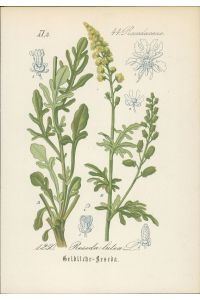Chromolithographie : Gelbliche Reseda. Gelber Wau. Reseda lutea L.   - Resedaceae. Auch: Gelbe Rauke oder Gelbe Resede.