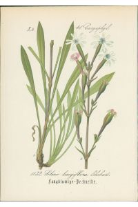 Chromolithographie : Langblumige Pechnelke. Silene longiflora Ehrhart.   - Caryophylleae.