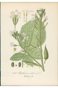 Chromolithographie : Rettich. Garten-Rettich. Rettig. Raphanus sativus L.   - Cruciferae.