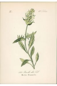 Chromolithographie : Weisse Braunelle. Weisse Brunelle. Prunella alba Pallas.   - Labiatae.