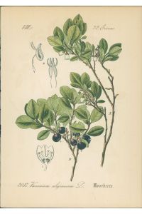 Chromolithographie : Moorbeere. Rauschbeere. Vaccinium uliginosum L.   - Ericeae. Syn. Myrtillus uliginosus Rchb. Auch: Trunkelbeere oder Nebelbeere.