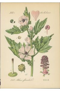 Chromolithographie : Echter Eibisch. Arznei-Eibisch. Althaea officinalis L.   - Malvaceae.