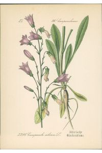 Chromolithographie : Sibirische Glockenblume. Steppen-Glockenblume. Campanula sibirica L.   - Campanulaceae.