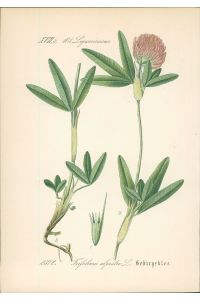 Chromolithographie : Gebirgsklee. Hügel-Klee. Trifolium alpestre L.   - Leguminosae.