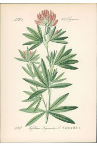 Chromolithographie : Lupinenklee. Trifolium Lupinaster L.   - Leguminosae.