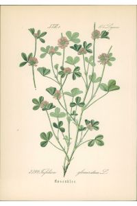 Chromolithographie : Rosenklee. Trifolium glomeratum L.   - Leguminosae.