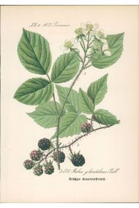 Chromolithographie : Drüsiger Brombeerstrauch. Rubus glandulosus Bell.   - Rosaceae.