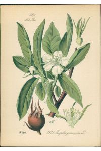 Chromolithographie : Mispel. Echte Mispel. Gemeine Mispel. Mespilus germanica L.   - Rosaceae. M. vulgaris Reichenbach.
