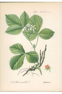 Chromolithographie : Steinbeere. Rubus saxatilis L.   - Rosaceae.