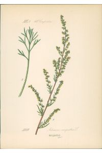 Chromolithographie : Bergbeifuß. Feld-Beifuß. Artemisia campestris L.   - Compositae.