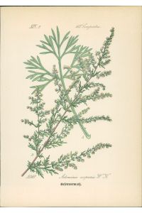 Chromolithographie : Besenwermut. Besen-Beifuß. Artemisia scoparia W. K.   - Compositae.