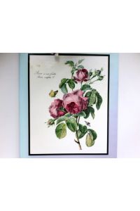 Zauber der Rose :  - Kolorierte Kupferstiche aus 2 Jahrhunderten ; 24 Abb. v. 6 Meistern d. 18. u. 19. Jahrhunderts.