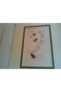 Tormenilla officialis (Blutwurz). Coloured engraving.   - Tormentil (Potentilla erecta): flowering stem, rhizome and floral segments.  Blütenstiel, Rhizom und Blütensegmente.