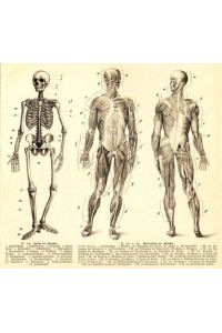 Skelett des Menschen; Muskelsystem des Menschen