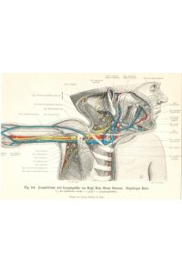 Lymphdrüsen und Lymphgefäße von Kopf, Hals, Brust, Oberarm. Einjähriges Kind