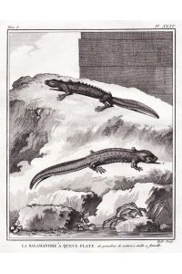 La Salamandre a Queue Plate - Flachschwanz-Salamander Salamander Salamandra lizard Echse / Reptil Reptilien reptiles