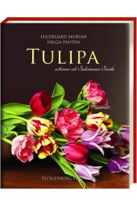 Tulipa: schöner als Salomonis Seide: schöner als Salomonies Seide