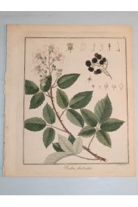 Rubus fruticosus. (Mit dazugehörigem Textblatt).
