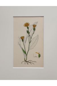 Hieracium vulgstum / Wood Hawkweed. - (kolor. Stich von James Sowerby - E. B. / English Botany, ca. 1860)