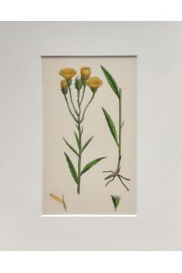 Hieracium umbellatum / Narrow-leaved Hawkweed. - (kolor. Stich von James Sowerby - E. B. / English Botany, ca. 1860)