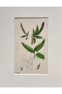 Salix triandra, var. amygdalina / Almond-leaved Willow, var y. - (kolor. Stich von James Sowerby - E. B. / English Botany, ca. 1860)