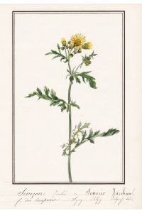 Senecon Jacobee / Senecio Jacobea - Jakobs-Geiskraut / Botanik botany / Blume flower / Pflanze plant