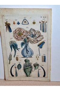 Altkolorierter Kupferstich mit Tulpen in einer Vase und anderen Blüten und Bestandteilen von Blüten. Wohl um 1800, Tafel XX.