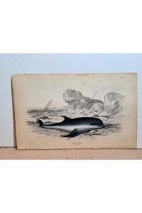 The P. Griseus d`Orbigny ( = Delfin ). Altkolorierter Stahlstich aus Jardine *Naturalist`s Library* von Lizars nach Stewart um 1840, Plate 21.