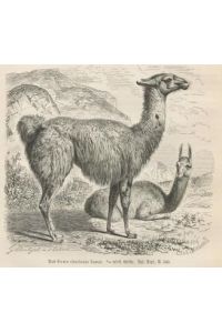 Das Lama (Auchenia Lama)