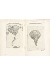 De Plantis Exoticis Libri Duo. Edited by Alpino Alpinus.