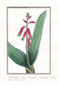 Lachenale a fleurs - Lachenalia sendula - Botanik botany / Blume flower / Pflanze plant