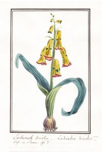 Lachenale tricolor - Lachenalia tricolor - Botanik botany / Blume flower / Pflanze plant