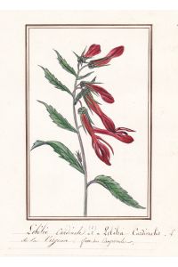 Lobelie cardinale - Lobelia cardinalis - Kardinals-Lobelie / Botanik botany / Blume flower / Pflanze plant