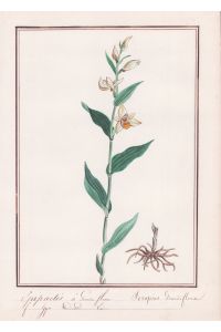 Epipactis a grandes fleurs - Epipactis grandiflora - Stendelwurz Botanik botany / Blume flower / Pflanze plant