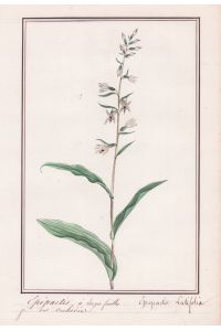 Epipactis a larges feuilles - Epipactis latifolia - Stendelwurz / Botanik botany / Blume flower / Pflanze plant