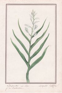 Epipactis en lance - Epipactis lancifolia - Botanik botany / Blume flower / Pflanze plant
