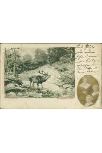 Ansichtskarte Schreiender Hirsch Schwarzwald ?? 1902 (9846)
